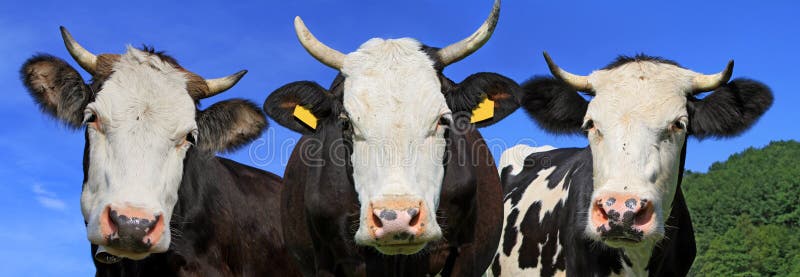 Cows on a summer pasture