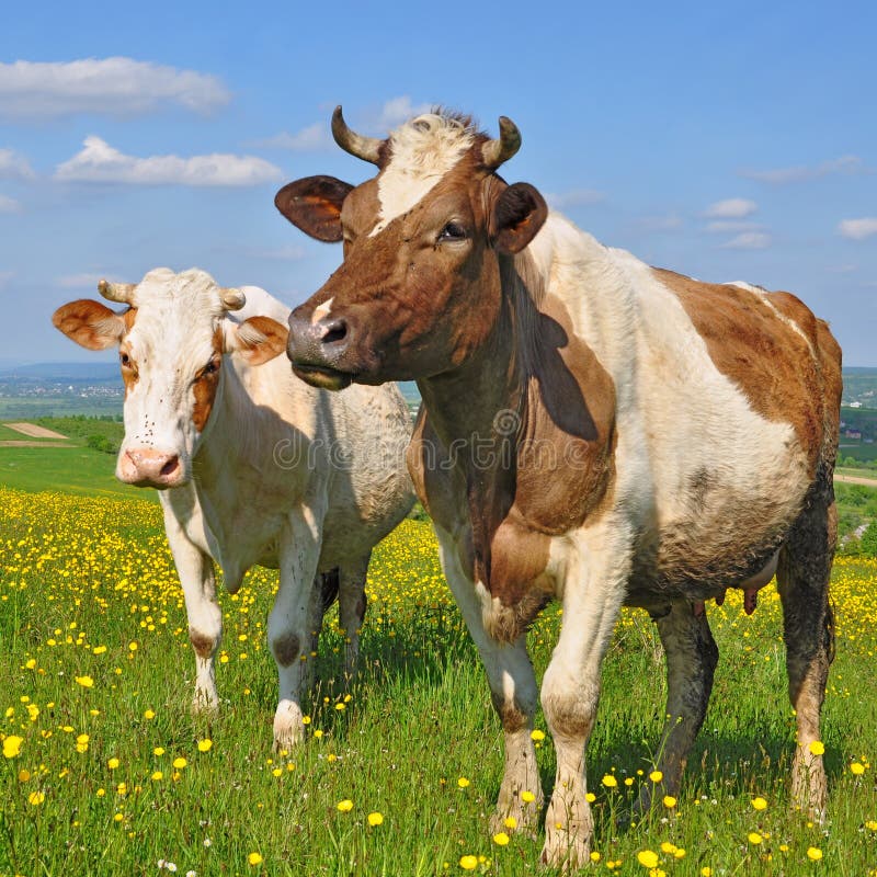 Cows on a summer pasture