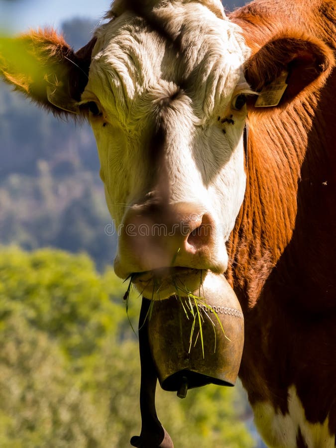 Cow With Head Facing Sideways Stock Photo Image of sideways, facing