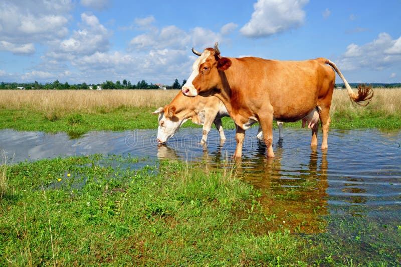 Cows on a summer pasture after a rain