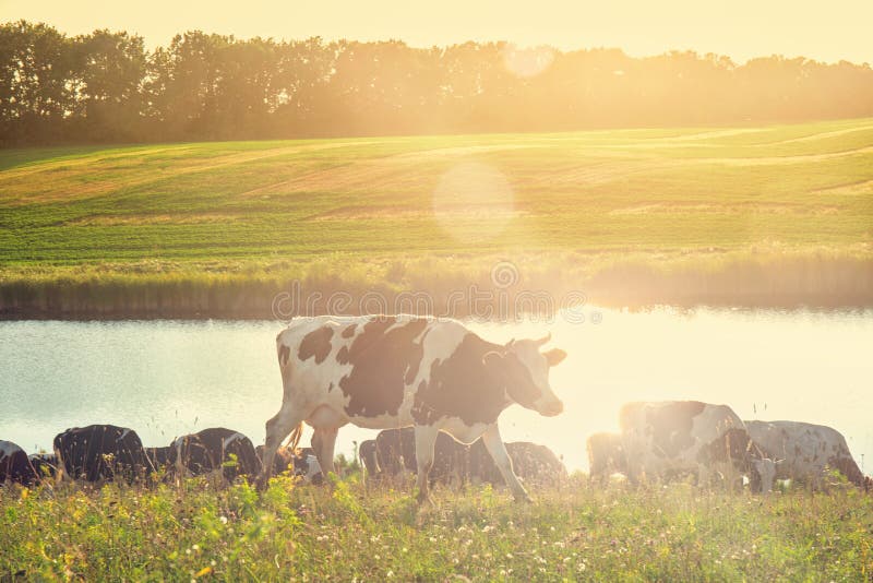Cows on a sunny day royalty free stock image Cows on a sunny day royalty free stock image