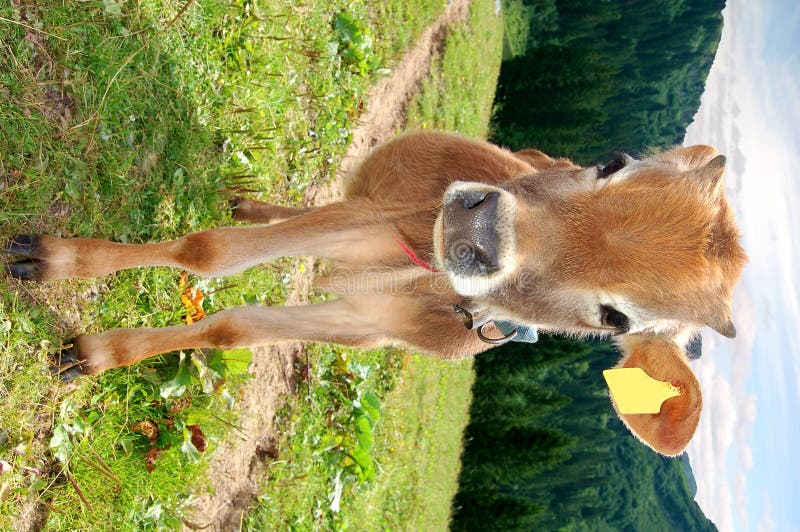 Cows in Swiss alps