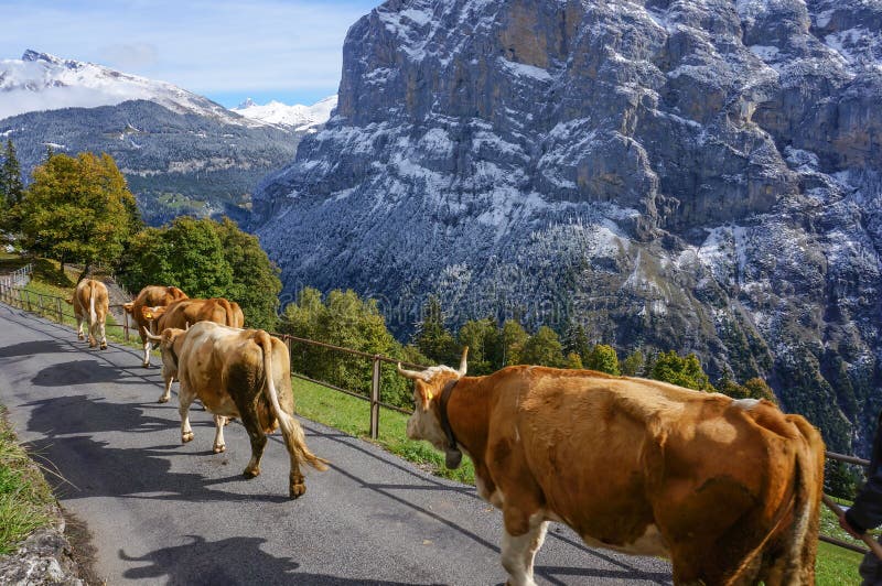 Cows walking on meadows road sunshine with landscape in the snow