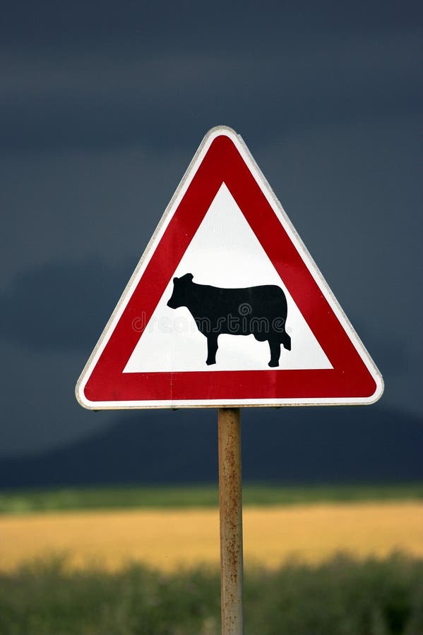 Cows warning