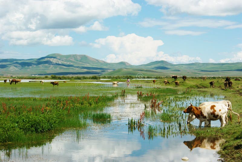 Cows and wetlands