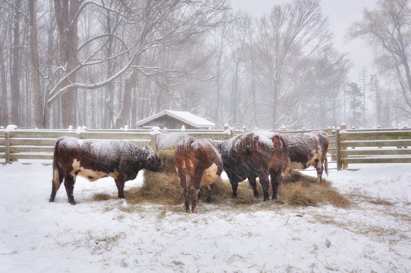 Cows in a winter farm stock image. Image of farm, fodder 109833633
