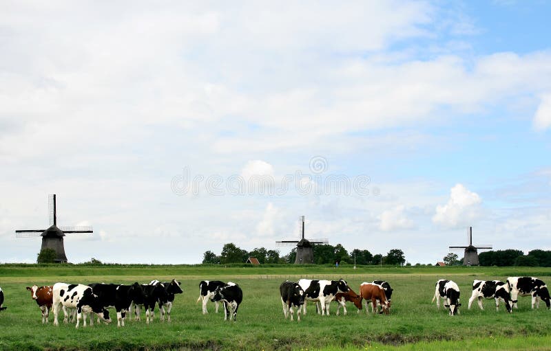 A herd of black and white cows and a few red cows in a dutch meadow . At the background against the horizon three picturesque windmills. A herd of black and white cows and a few red cows in a dutch meadow . At the background against the horizon three picturesque windmills.