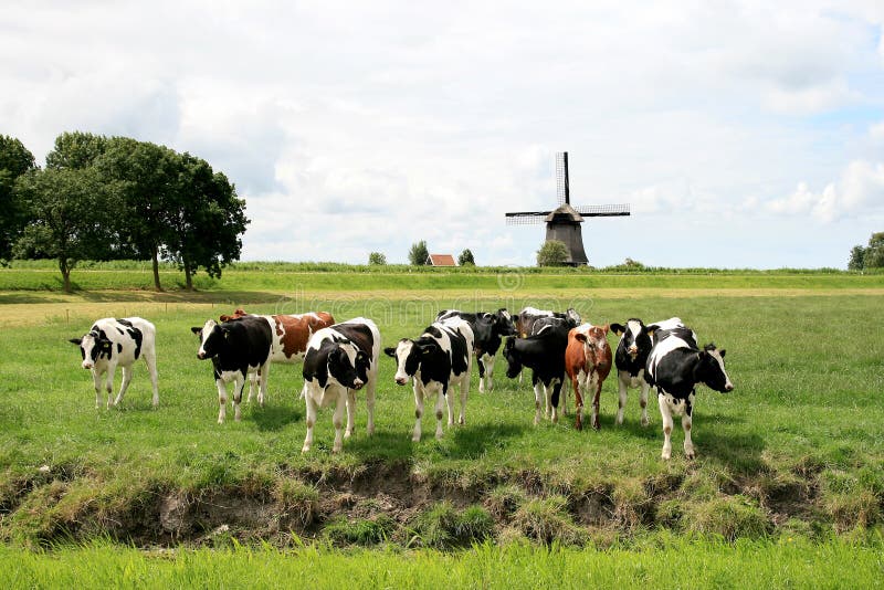 A herd of cows, red and black and white, in a dutch meadow have gathered and are looking full of curiosity at the photographer. At the background to picturesque windmills. A herd of cows, red and black and white, in a dutch meadow have gathered and are looking full of curiosity at the photographer. At the background to picturesque windmills.