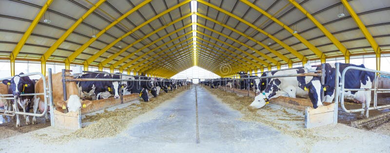 Cowshed Livestock Farming Agriculture industry