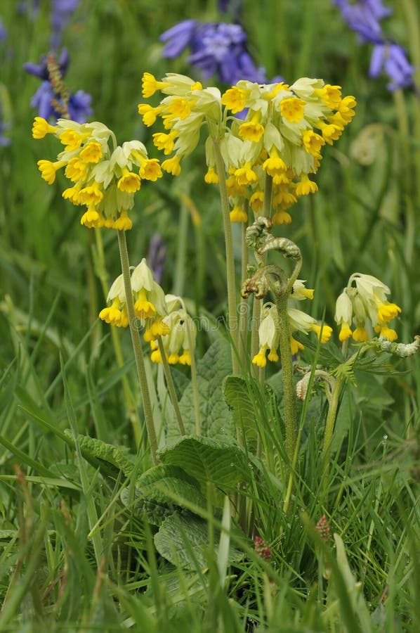 Cowslip with Bluebells