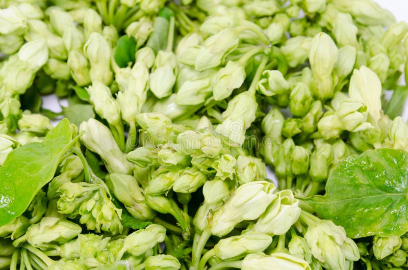 404 Creeper Vegetables Stock Photos Free & RoyaltyFree Stock Photos