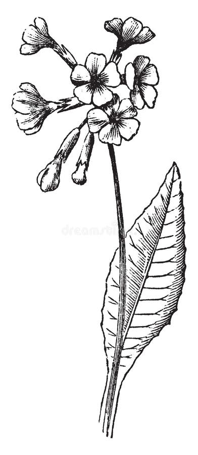 Cowslip vintage illustration