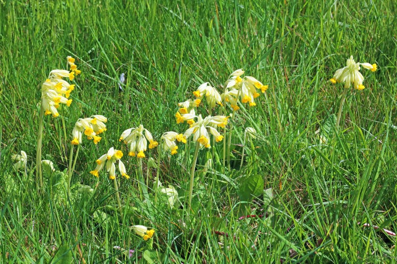 Cowslips (Primula veris) flowering in the grass.