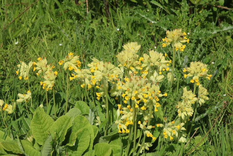 Cowslips, primula veris, in wild flower area