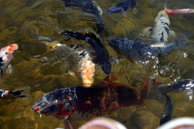 Coy Fish_2 Picture. Image 140555
