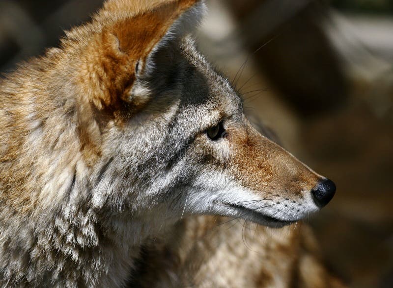 Coyote photographie stock Coyote photographie stock