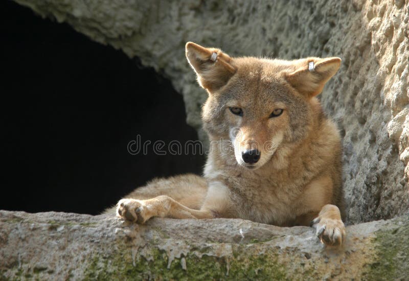 Coyote stock image. Image of cave, american, latrans, creature - 519545