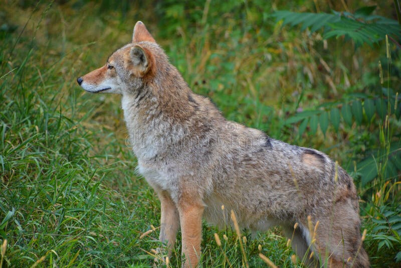 The Coyote, Also Known As The American Jackal Stock Image - Image of ...