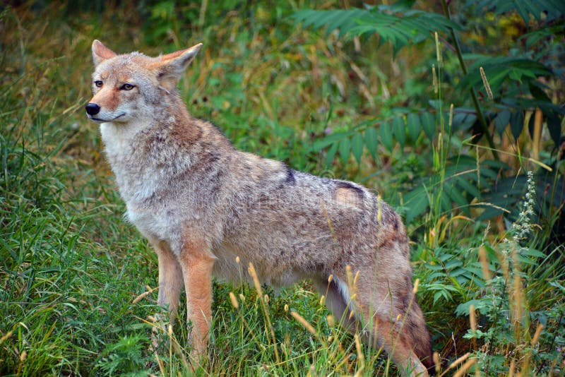 The Coyote, Also Known As The American Jackal Stock Image - Image of ...