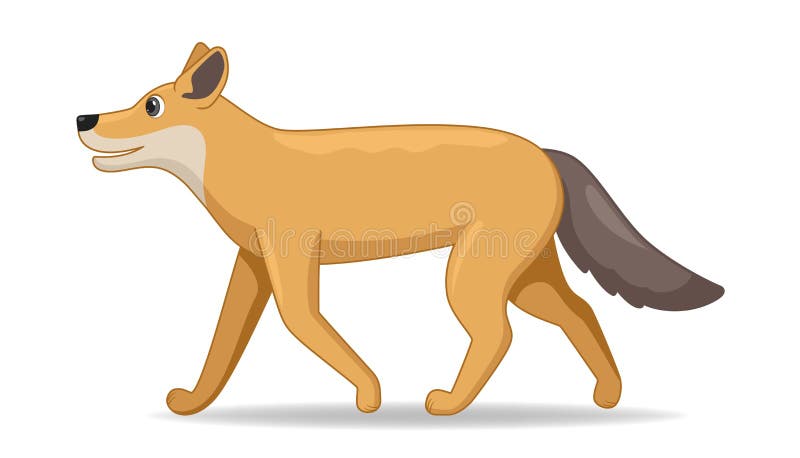 Coyote Animal Standing on a White Background Stock Vector - Illustration of books, wilderness: 194736453 Coyote Animal Standing on a White Background Stock Vector - Illustration of books, wilderness: 194736453