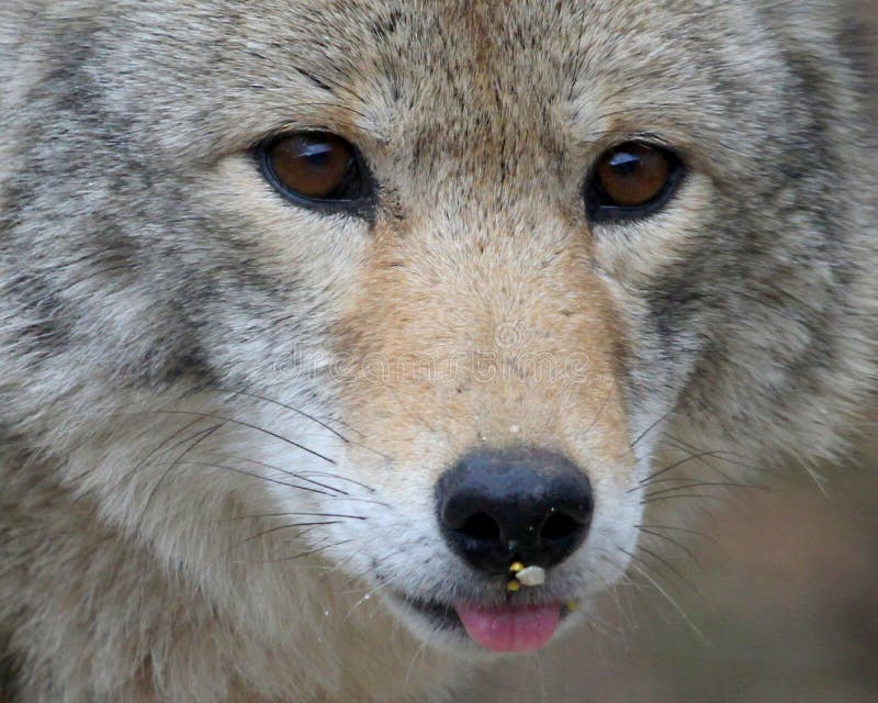 Coyote with Bird Seeds on Nose