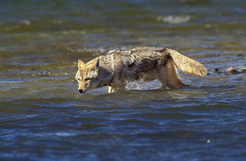 COYOTE Canis Latrans, ADULT CROSSING RIVER, MONTANA Stock Photo - Image ...