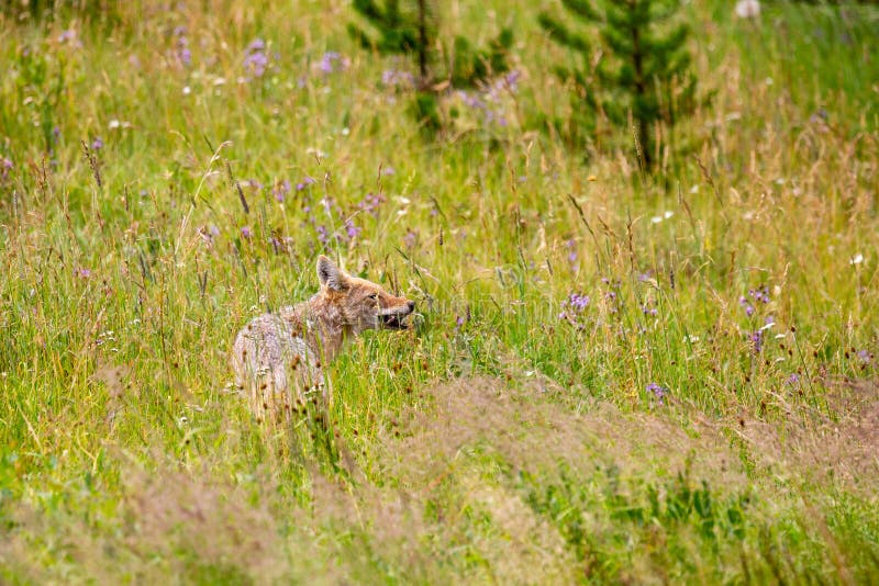 Coyote Canis Latrans eating a rodent in yellowstone park stock images Coyote Canis Latrans eating a rodent in yellowstone park stock images