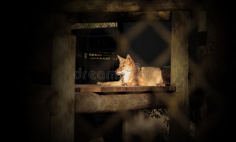 Coyote Canis latrans sits in a wooden shelter royalty free stock photos Coyote Canis latrans sits in a wooden shelter royalty free stock photos