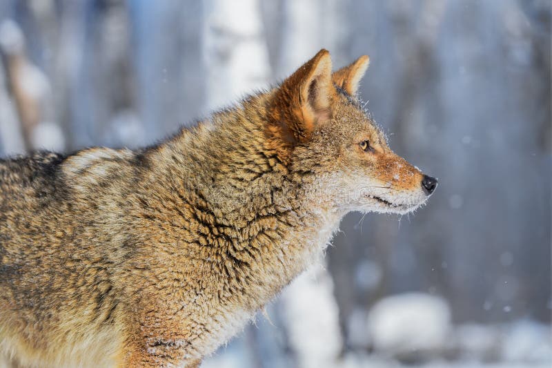 Coyote (Canis latrans) Stands Facing Right Winter stock photos