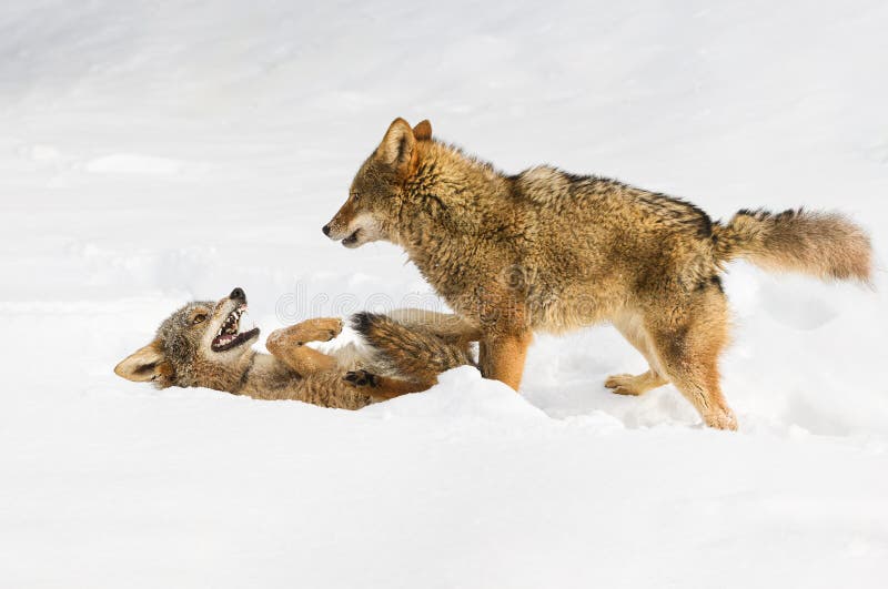 Coyote (Canis latrans) Stands Over Packmate in Submissive Pose Winter stock image