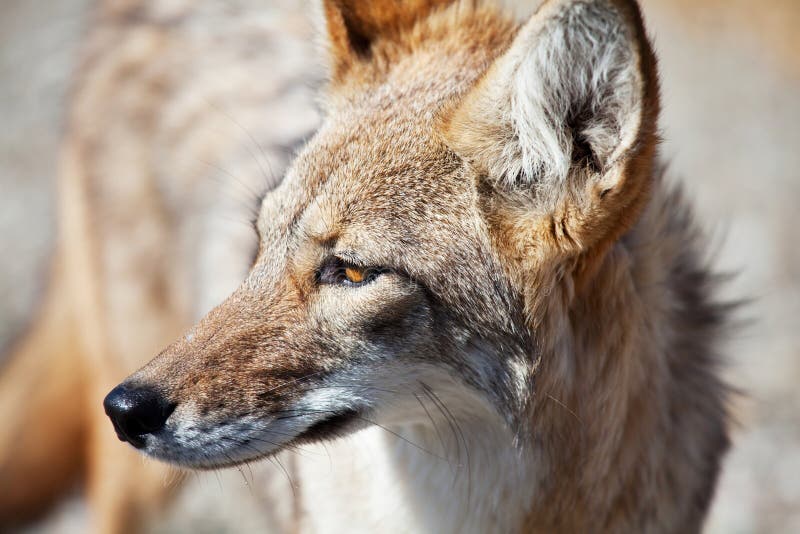 Coyote stock photography Coyote stock photography