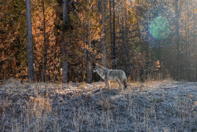 COYOTE DE PARC NATIONAL DE YELLOWSTONE SAUVAGE photographie stock libre de droits COYOTE DE PARC NATIONAL DE YELLOWSTONE SAUVAGE photographie stock libre de droits