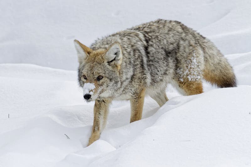Coyote in de Sneeuw royalty-vrije stock afbeelding Coyote in de Sneeuw royalty-vrije stock afbeelding