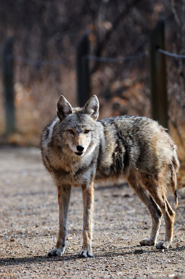 Coyote en el santuario urbano, Calgary, Alberta