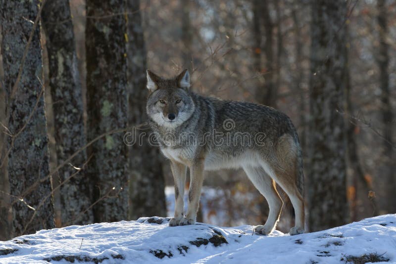 Coyote in nature during winter stock photo