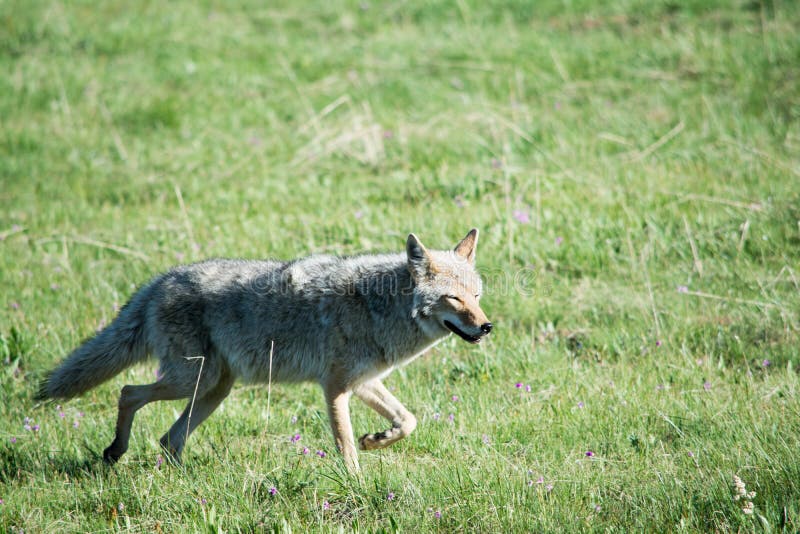 Howler the Coyote editorial photo. Image of smile, arizona - 46852546