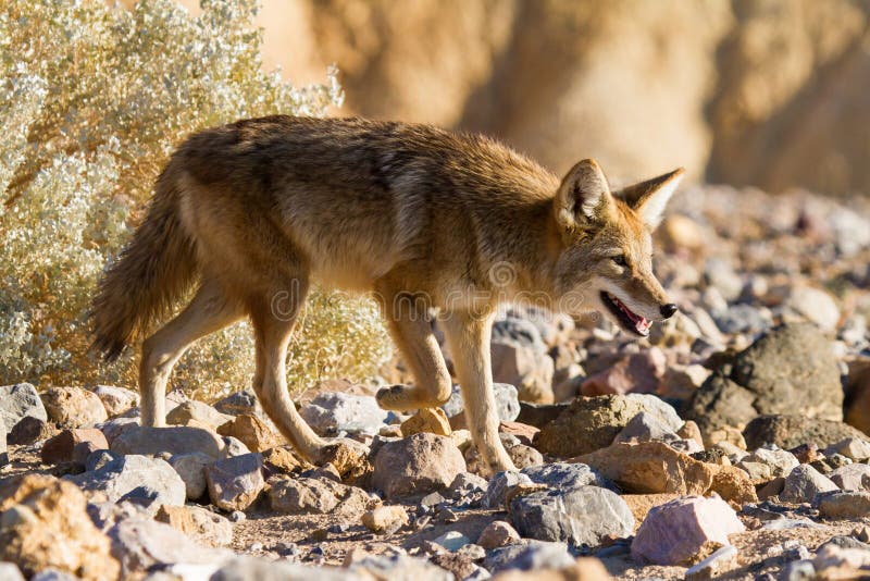 Coyote in het Nationale Park van de Vallei van de Dood royalty-vrije stock afbeeldingen Coyote in het Nationale Park van de Vallei van de Dood royalty-vrije stock afbeeldingen