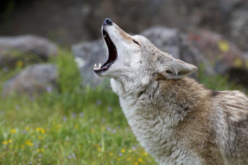 Coyote howling