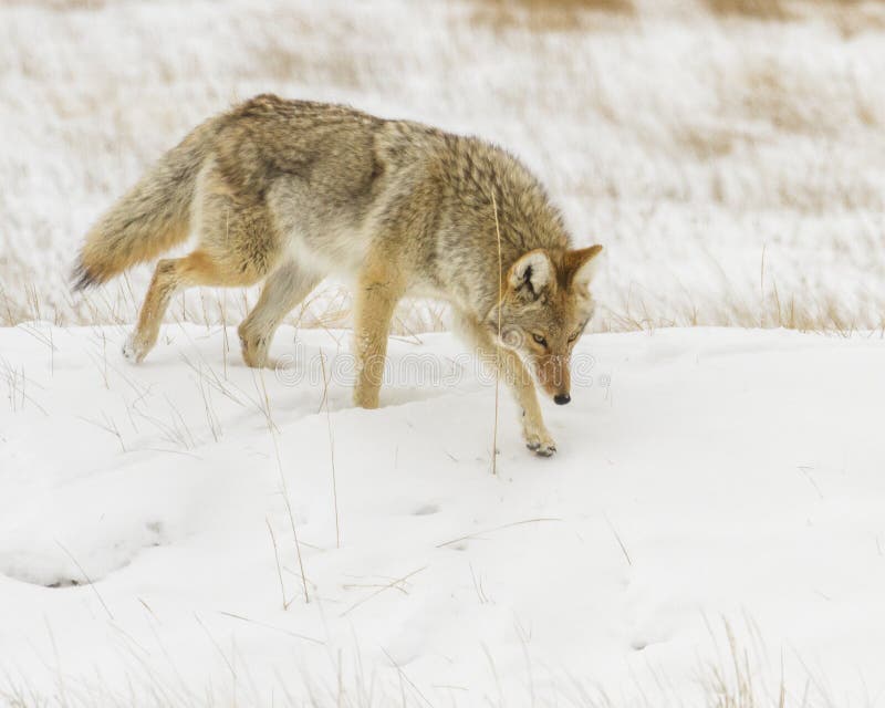 Coyote hunting for mice during winter stock photos