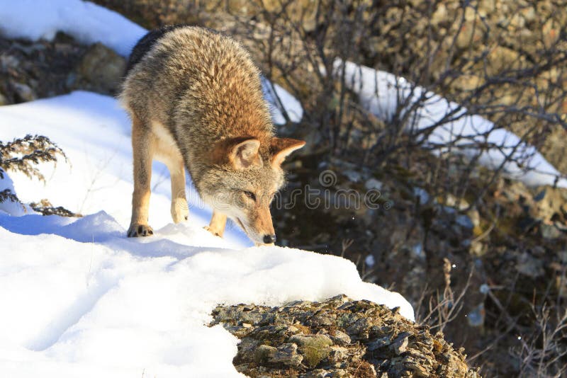 Coyote hunting during the winter stock photography
