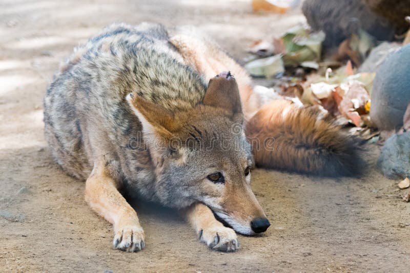 Sad Coyote Stock Photos Free & RoyaltyFree Stock Photos from Dreamstime