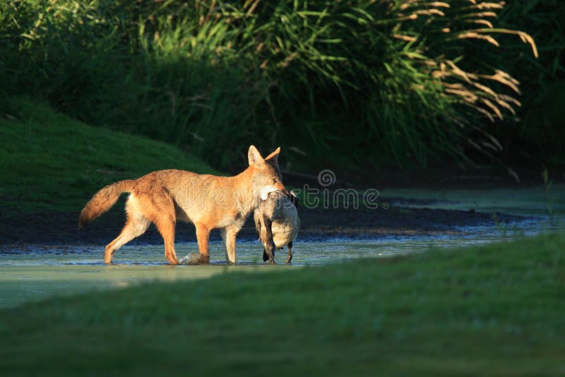 Coyote with Prey