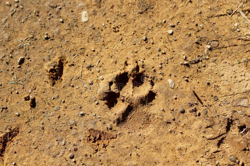 Coyote Print