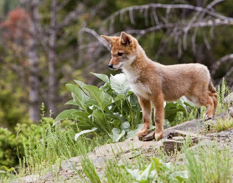 Coyote dog baby pup puppy Canis latrans