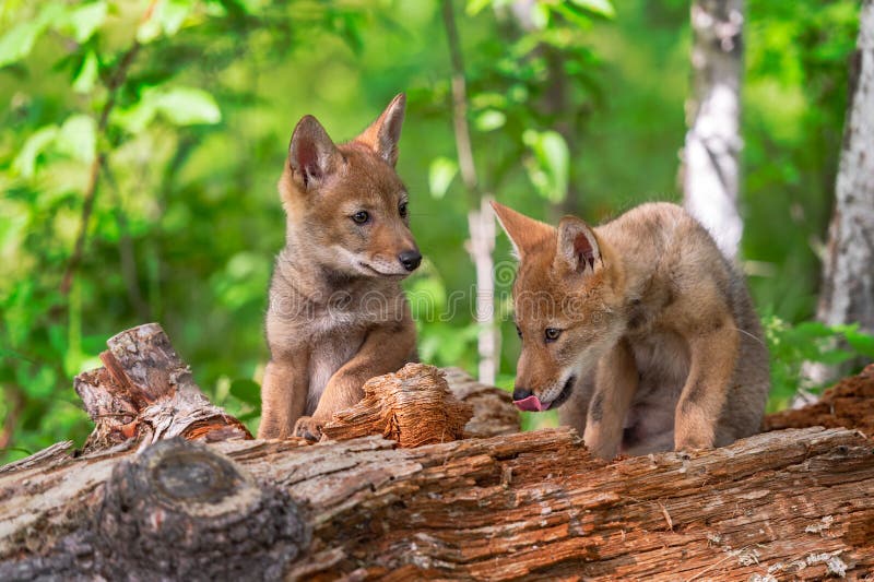 Coyote Pup Canis Latrans Looks at Sibling Licking Face on Log Summer