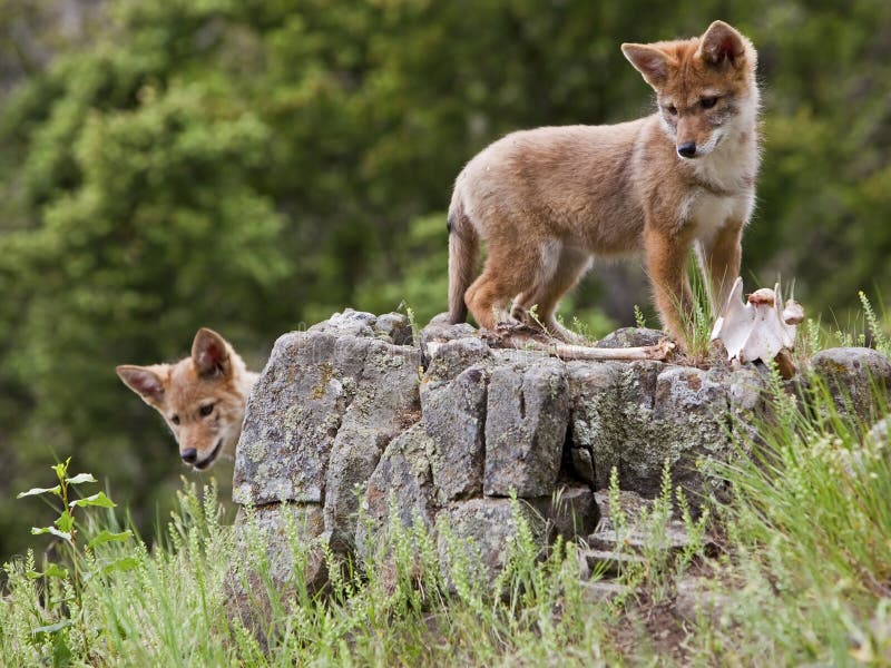 Coyote pups baby rocks curious young pup