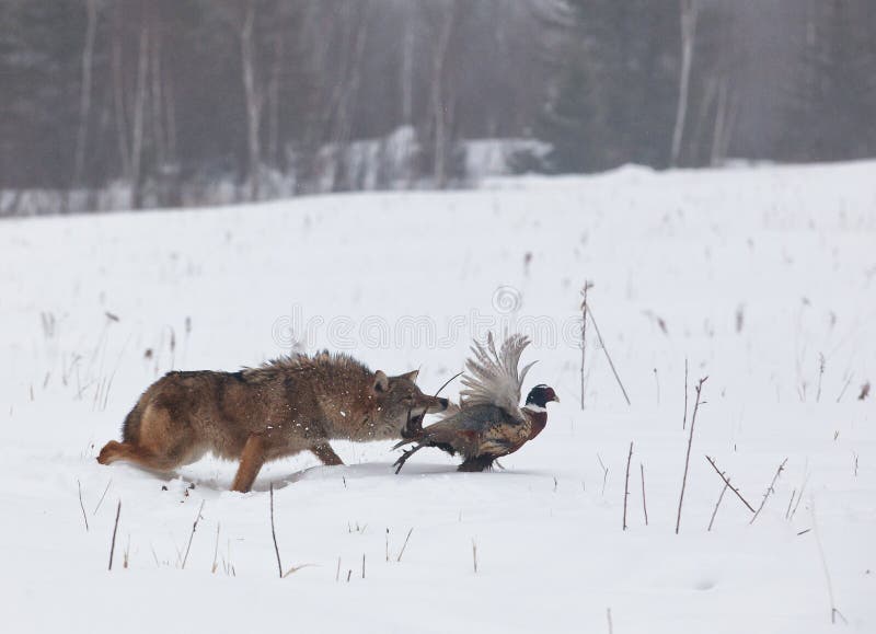 Coyote chasing pheasant