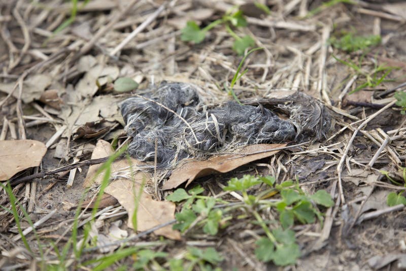 bobcat scat bobcat scat