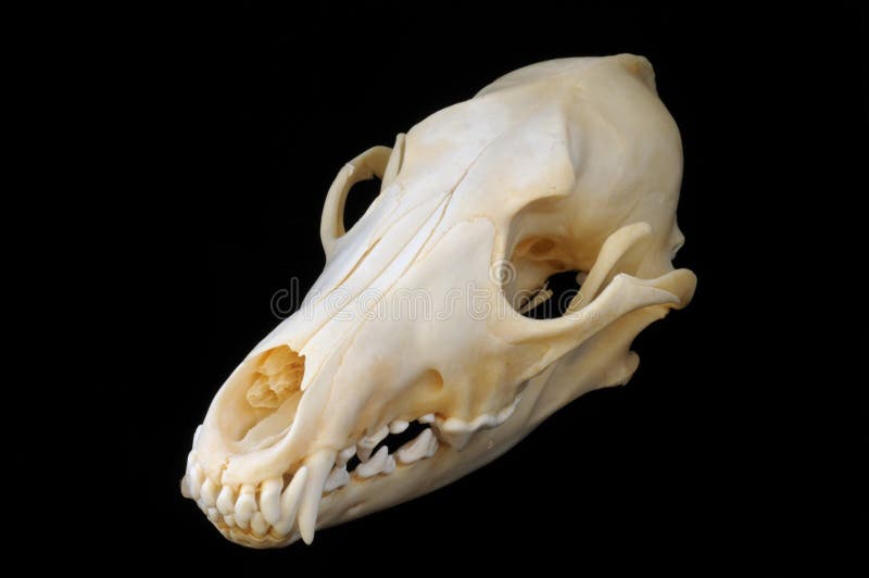 coyote skull sketch coyote skull sketch