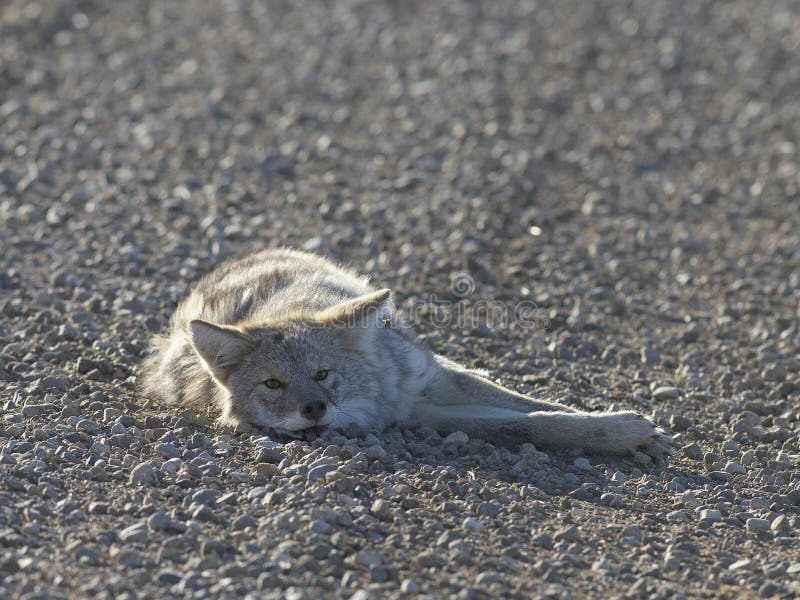 A Coyote Sleeping in a Road Stock Image Image of dakota, varmint